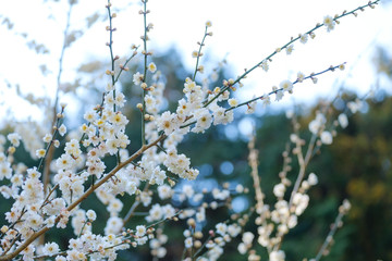 【写真素材】梅の花　３月　春　奈良　月ヶ瀬