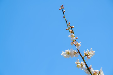 【写真素材】梅の花　青空　３月　春　コピースペース
