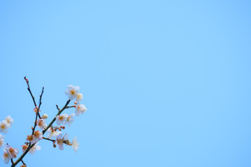 【写真素材】梅の花　青空　３月　春　コピースペース