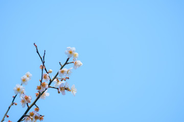 【写真素材】梅の花　青空　３月　春　コピースペース