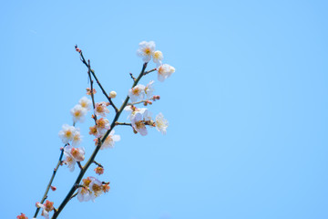 【写真素材】梅の花　青空　３月　春　コピースペース