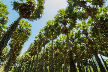 Sugar palm in the garden in thailand