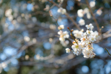 【写真素材】梅の花　３月　春　奈良　月ヶ瀬