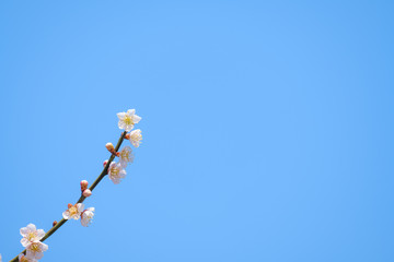 【写真素材】梅の花　青空　３月　春　コピースペース