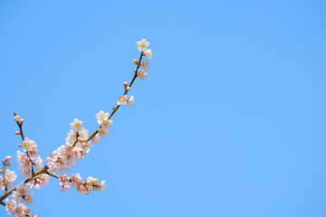 【写真素材】梅の花　青空　３月　春　コピースペース