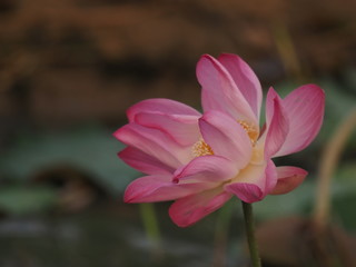 Lotus Pink Flower Petals wide petals with a pointed tip curved inward to the inside