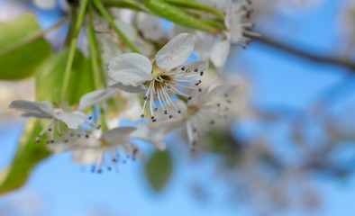 on a flower