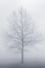 Tree In Fog