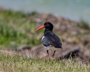 Australian Pied Oystercatcher (Haematopus longirostris)