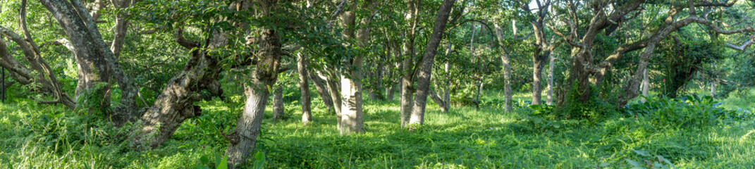 panoramic forest scene with trees and undergrowth 
