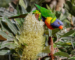 Rainbow Lorikeet (Trichoglossus moluccanus), native parrot of eastern Australia, feeding on a...