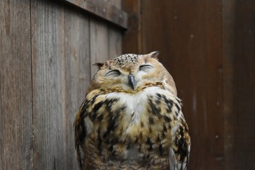 猛禽類〜Bird of prey.