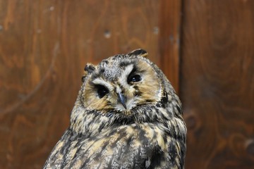 猛禽類〜Bird of prey.