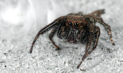 Macro Photo of Jumping Spider on White Floor