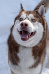 Cheerful muzzle Siberian husky dog. Sly brown husky dog with an open mouth.