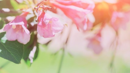 Obraz premium Beautiful floral spring abstract background of nature. Branches of blossoming flower macro soft focus cute background Easter and spring spa greeting cards, copy space Spring morning pink flowers tree