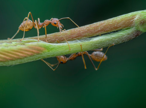 Wild Weaver Or Leafcutter  Ants