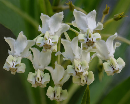 Balloon Plant Milkweed or Swan Plant (Gomphocarpus physocarpus) - native to south-east Africa; now naturalised in Australia