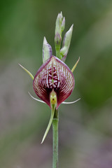 Bonnet Orchid or Tartan Tongue Orchid (Cryptostylis erecta) - wildflower native to south-east Australia - approx 25mm dia