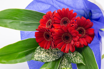 赤い5本のガーベラの花束