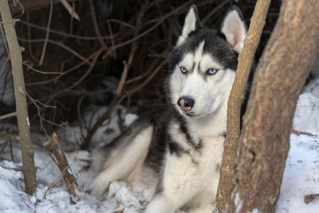 Siberian husky dog with blue eyes in winter forest. 
