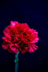 1本の赤いカーネーション