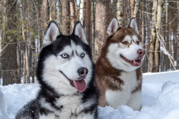 Cheerful Siberian husky dogs in winter forest. 