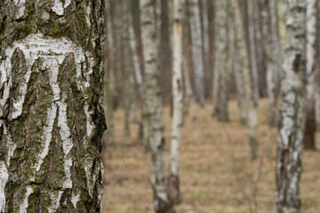 Fototapeta premium birch forest on early spring day