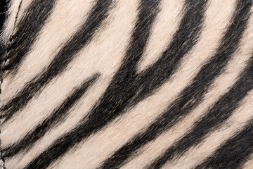 Fototapeta na wymiar Pelliccia zebrata