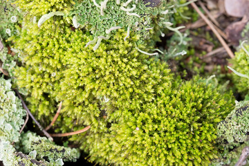 green moss on wooden background texture