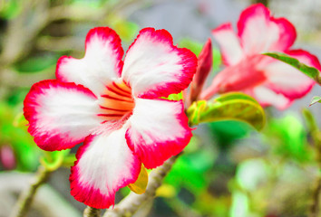 Fototapeta premium Beautiful Kamboja Flower