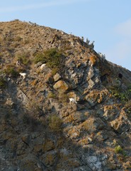 Mountain trestle near Butamyata beach. SINEMORETS, BULGARIA