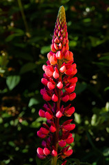 red flowers in garden
