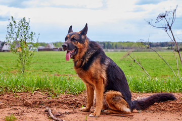 Dog German Shepherd in a green field in a summer