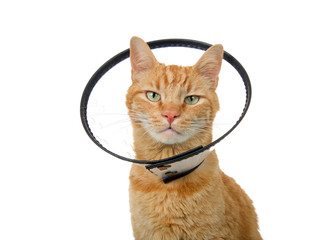 Portrait of an orange ginger tabby cat wearing an elizabethian collar to prevent self injury after surgery. Also called an e-collar or the cone of shame.