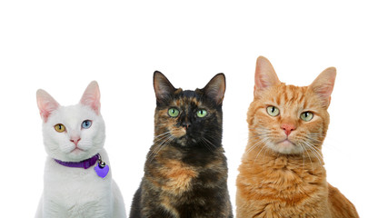 Three cats in a row isolated on white. White cat with heterochromia, black and orange cats.