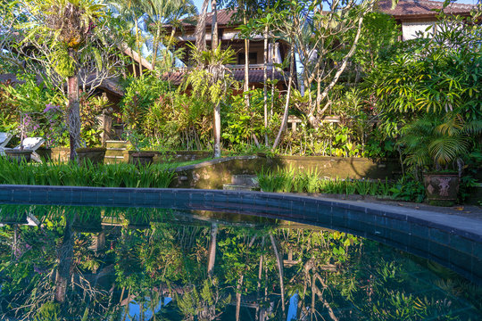 View of a tropical garden and swimming pool in Ubud, Bali, Indonesia , close up