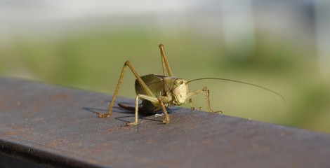 grasshopper close-up