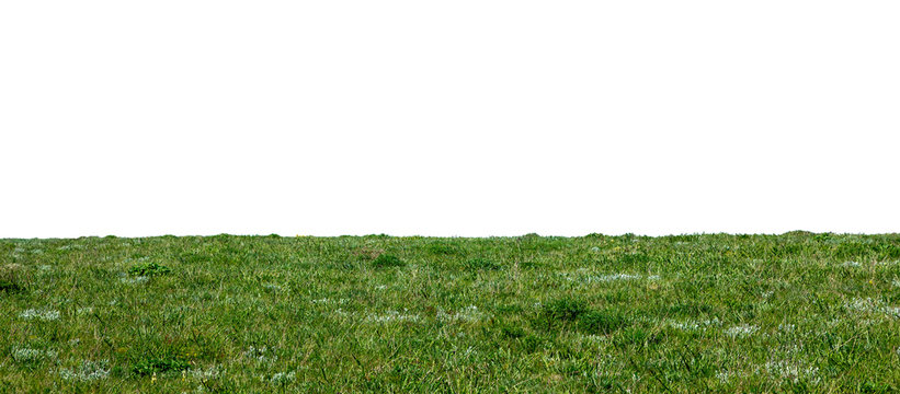 Green natural grass isolated. Spring field, lawn with horizon line on white for your background.
