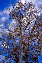 tree in the sky of Subachoque, Cundinamarca
