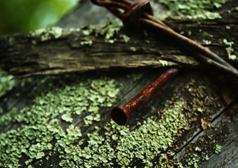 Sprigs of cattle fence in rural area of ​​Cundinamarca on a trunk covered with moss