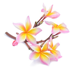 Fototapeta premium frangipani flower isolated on white background