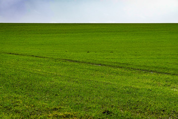 Hirtshalls, Denmark A green filed lies fallow in the winter.
