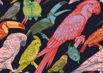 Parrots and toucans. Seamless vector background. © marinavorona