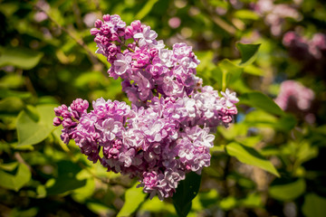 lilac flowers with green leaves in sunny spring day.Lilac blooms. A beautiful bunch of lilac closeup.Flowering. Lilac Bush Bloom. flowers in the garden. Selective focus. Copy space