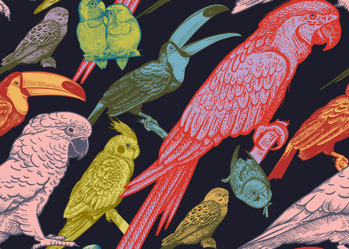 Parrots and toucans. Seamless vector background.