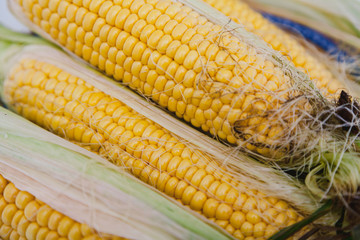 Cobs of ripe corn closeup