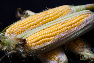 Cobs of ripe corn lie on black background