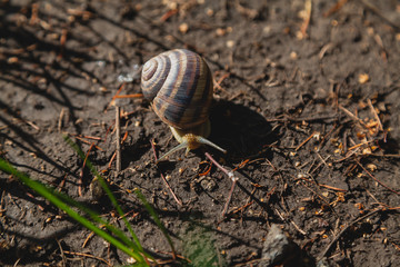 Snail crawling on ground