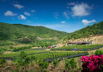Fototapeta na wymiar rural valley landscape with pepper farm near kampot cambodia